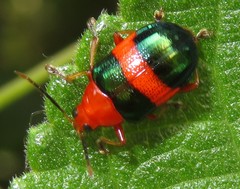 Chalcophana unifasciata
