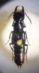 Hesperus apicialis