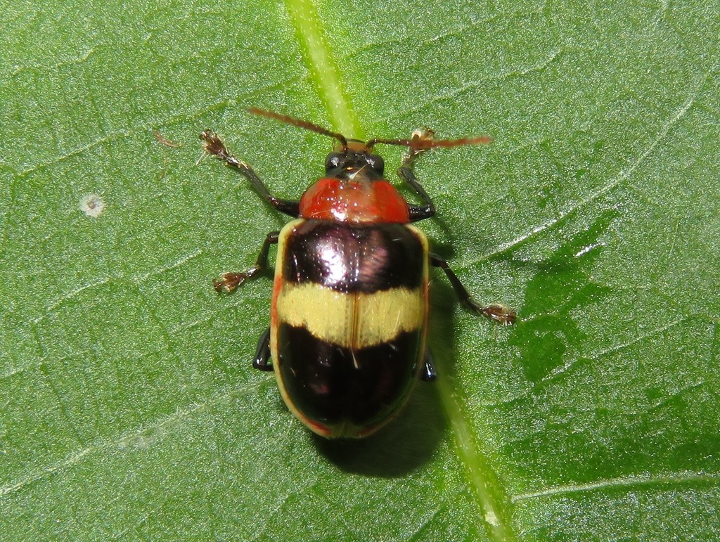 Chalcophana buckleyi
