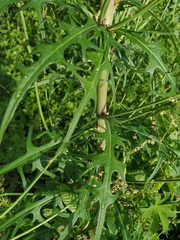 Lactuca indica