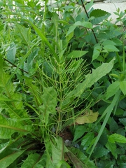 Equisetum arvense