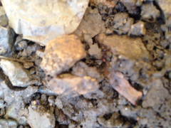 Solenopsis saevissima