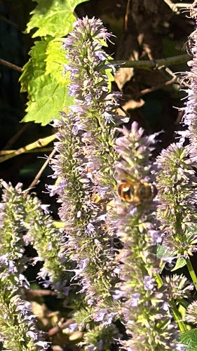 Unknown species found near Typo Creek Dr NE, Stacy, MN, US
