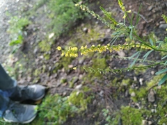 Melilotus suaveolens