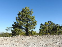 Pinus lumholtzii