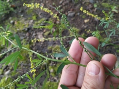 Melilotus suaveolens