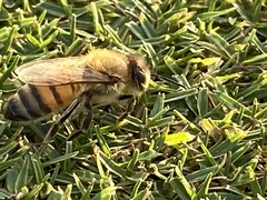 Apis mellifera