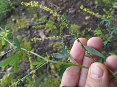 Melilotus suaveolens