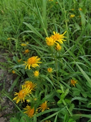 Pentanema britannica