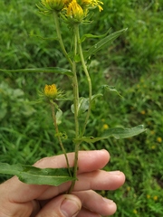 Pentanema britannica