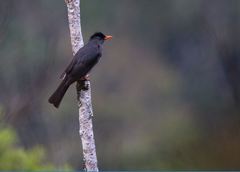 Hypsipetes madagascariensis