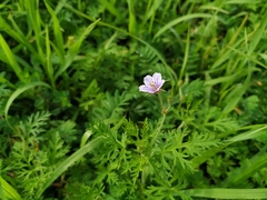 Erodium stephanianum