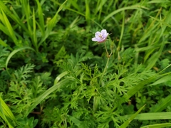 Erodium stephanianum