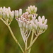 Florida Indian Plantain - Photo (c) Mary Keim, some rights reserved (CC BY-NC-SA)