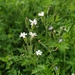 Silene aprica - Photo (c) Alexey P. Seregin, some rights reserved (CC BY-NC), uploaded by Alexey P. Seregin