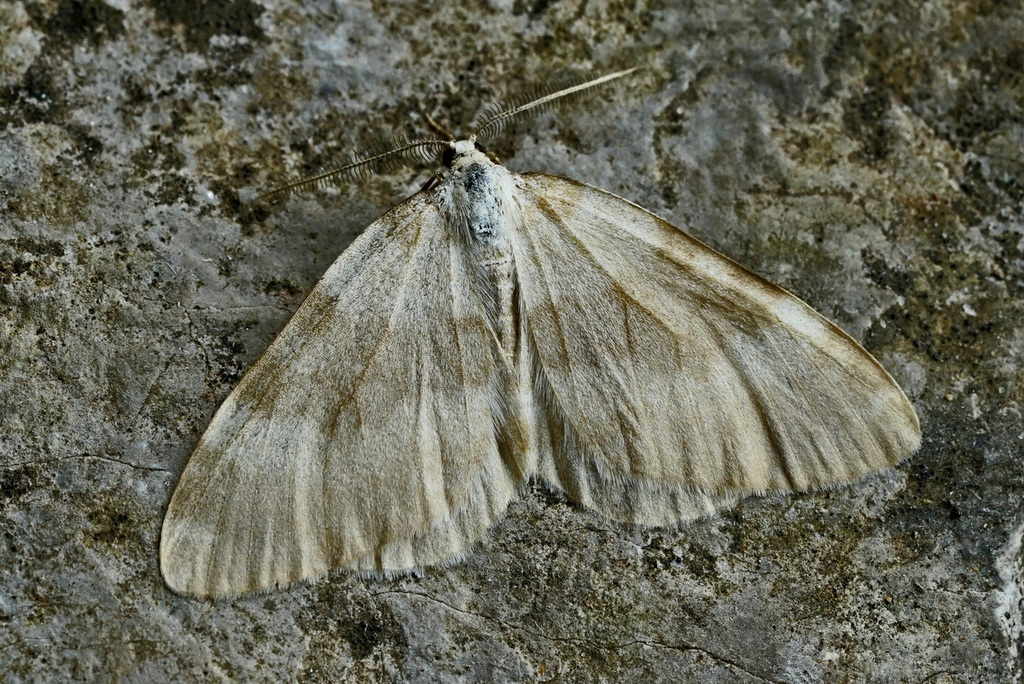 Colostygia tempestaria