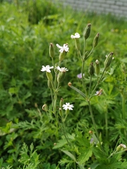 Silene aprica