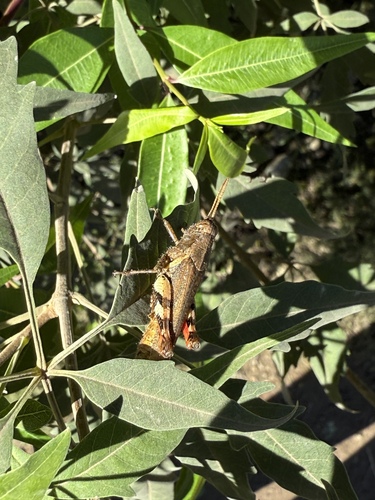 Xenocatantops brachycerus