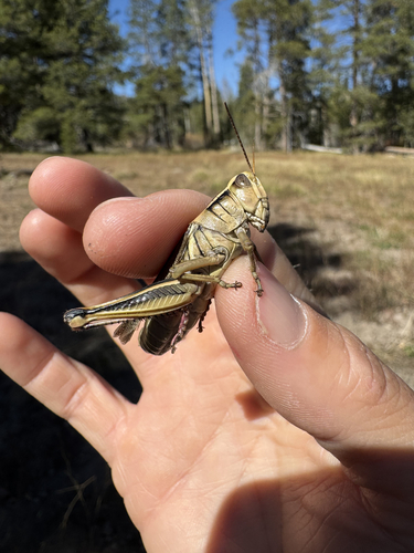 iNaturalist observation photo of Two-striped Grasshopper