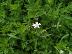 Silene aprica