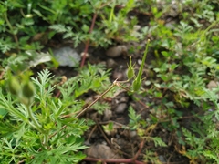 Erodium stephanianum