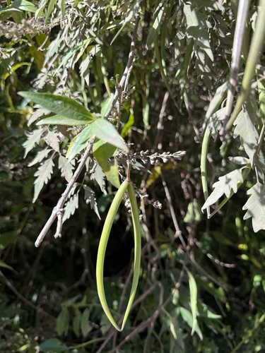 Periploca sepium
