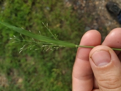 Eragrostis amurensis
