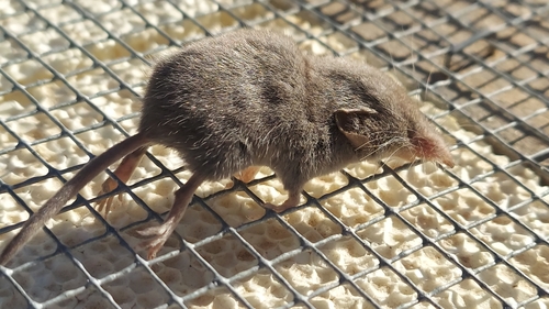 Crawford's Gray Shrew