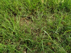 Eragrostis amurensis