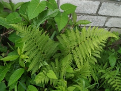 Athyrium sinense