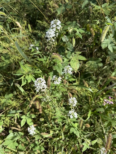 Lysimachia pentapetala