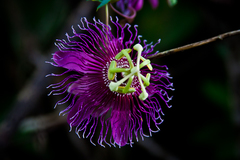Passiflora choconiana