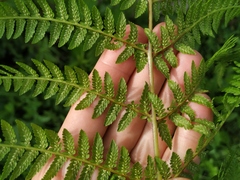Athyrium sinense