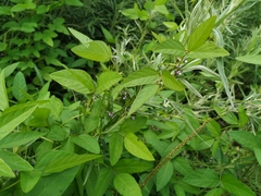 Glycine max soja