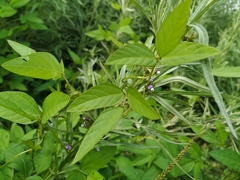 Glycine max soja
