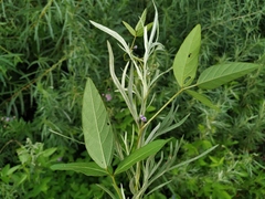 Glycine max soja
