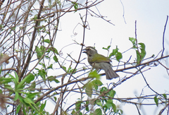 Saltator similis