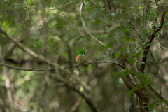 Todus angustirostris