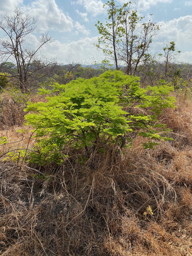 Albizia polyphylla image