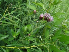 Cirsium arvense