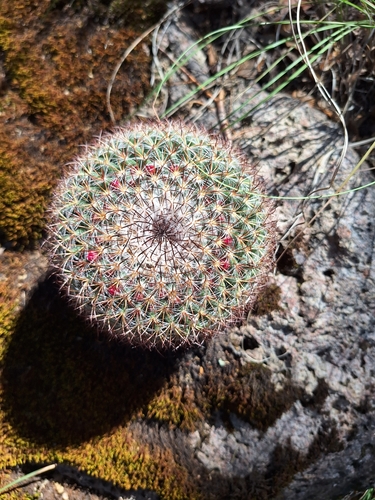Mammillaria rhodantha ssp. mccartenii