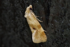Gynnidomorpha