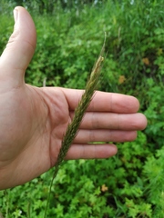 Elymus dahuricus