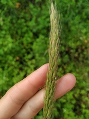 Elymus dahuricus