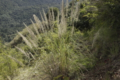 Muhlenbergia robusta