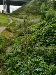 Artemisia selengensis