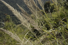 Muhlenbergia robusta