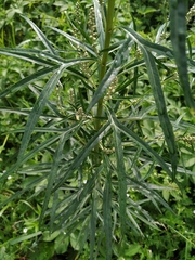 Artemisia selengensis