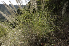 Muhlenbergia robusta