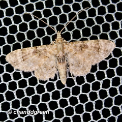 Gymnoscelis admixtaria